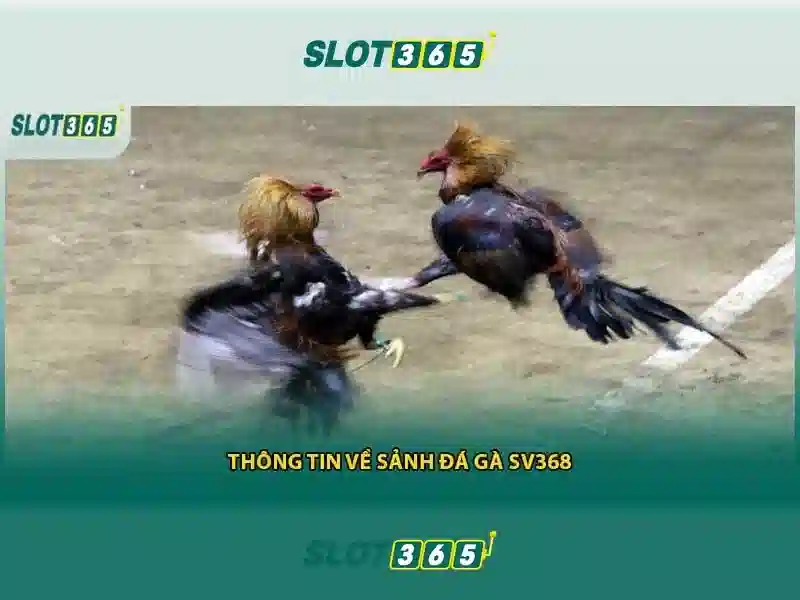 Hệ Thống Slot365