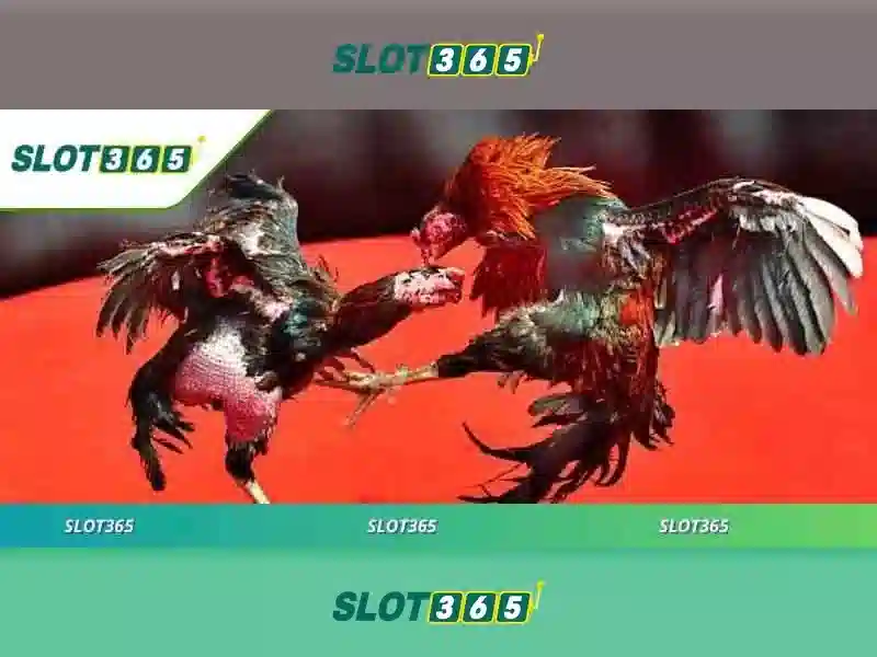 Slot365 cá cược trực tuyến
